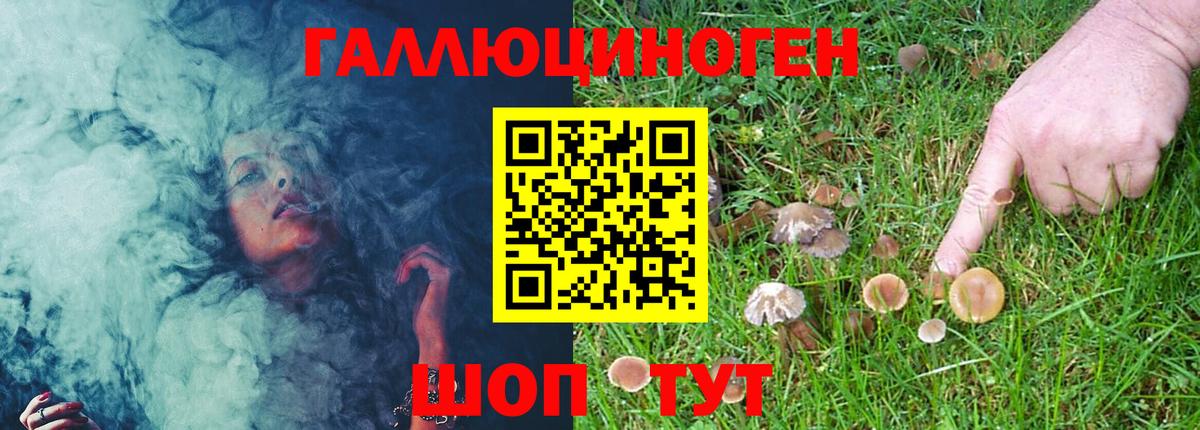 Псилоцибиновые грибы Psilocybine cubensis Алейск